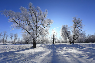 oaks in hoarfrost