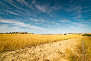 Fototapeta premium Field of Golden wheat under the blue sky and clouds