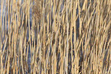 Fototapeta premium dry reeds
