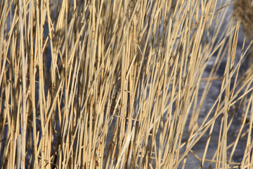 dry reeds