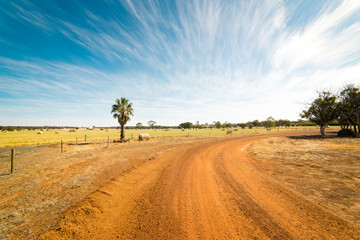 Off-road in the Golden wheat field, ,blue sky .