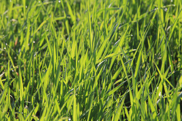 young green shoots in the field