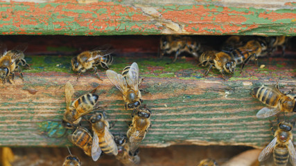 Bees at the entrance to the hive