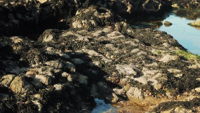 Algae covered beach boulders at low tide with rock pools and limpets. 