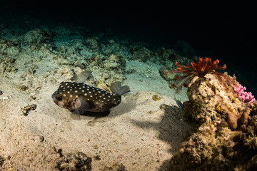 Porcupinefish