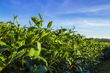 Tea plantation