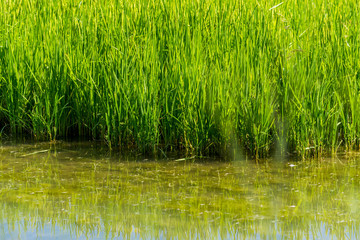 Rizières bio de Camargue.