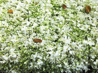 White Orchid flower branch known as butterfly orchid Phal short