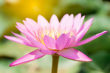 pink  lotus or water lily in the garden with flare