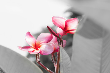 red frangipani (plumeria)