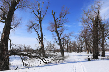 oak trees in winter