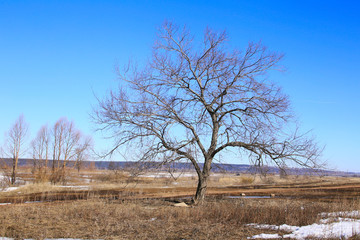 Early spring in the field