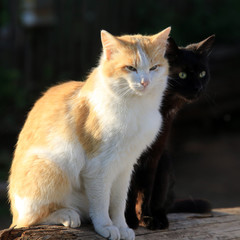 Obraz na płótnie Canvas two cats in the garden