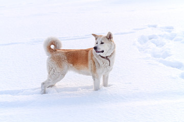 Japanese Akita dog stands in a deep snowdrift.