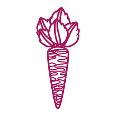 contour purple line of carrot vegetable vector illustration