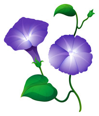 Morning glory flower in purple color