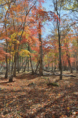 Autumn maples 1