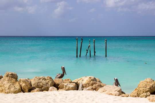 Pelicans in Aruba. Caribbean coast