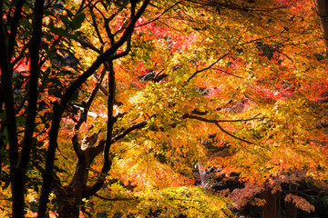 Autumn leaves in Kamakura