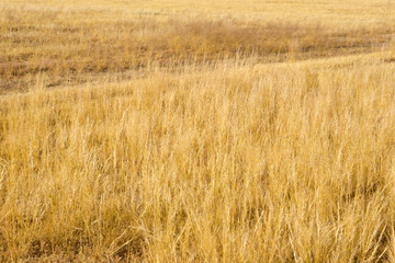 Fototapeta premium Field of Golden wheat