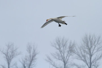 Whooper Swan (Cygnus cygnus) in flight