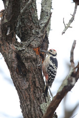 オオアカゲラ,鳥綱キツツキ目キツツキ科アカゲラ属