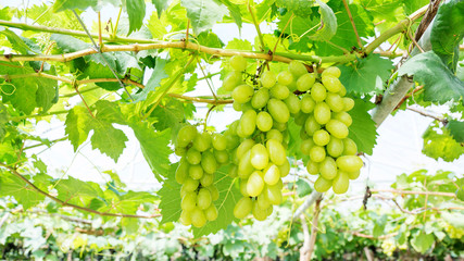 Bunches of ripe grapes in a vineyard.