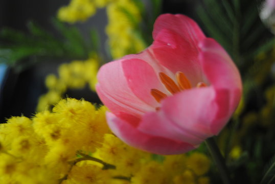 fiore