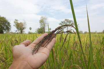 Riceberry organic rice in Thailand.