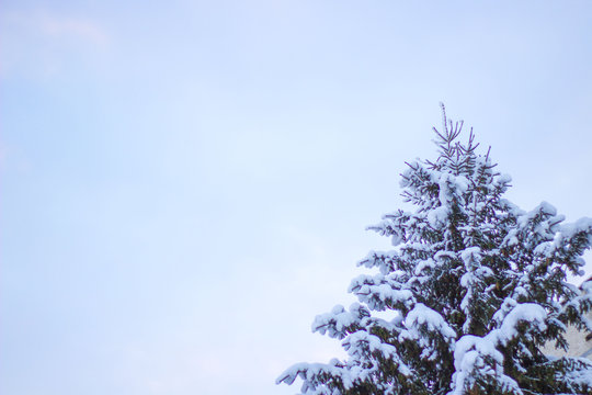 Fototapeta Fir Tree Covered Snow Close up