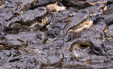 Alligator Rave