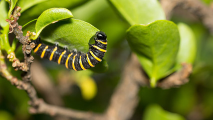 Yellow and black caterpillar