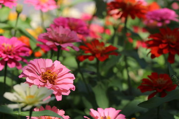 zinnia elegans colorful flowers in the park