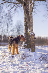 Dog Airedale Terrier  on a snow tied to the tree