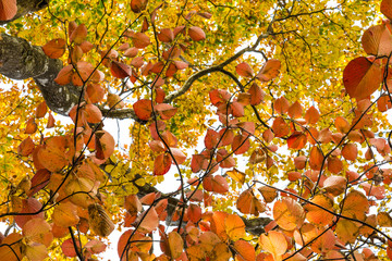 Colorful autumn leaves colors in the forest with sunshine