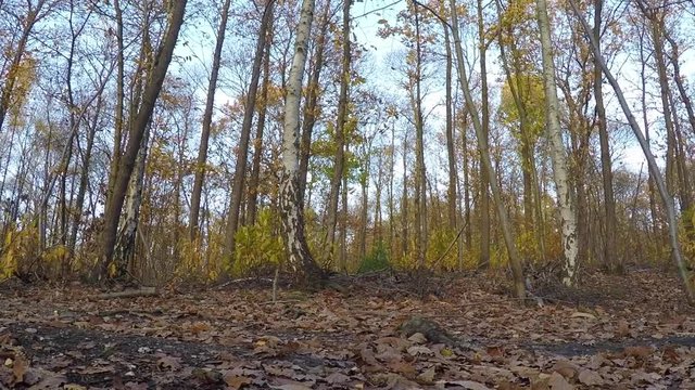 c'est l'automne