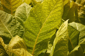 Tobacco plants on a Pennsylvania farm