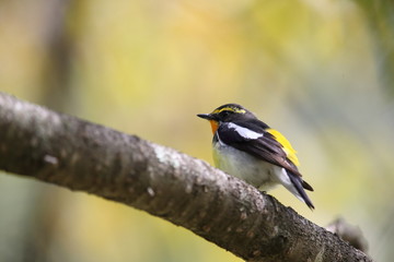 キビタキ,スズメ目,ヒタキ科,ヒタキ亜科