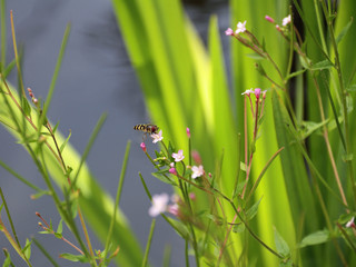 Schwebfliege