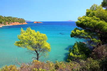 Fototapeta na wymiar Pines Aegean sea in the background