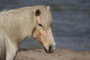 Obraz na płótnie Canvas Wild pony on the Assateague Island National Seashore