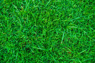 Green grass fresh natural background texture