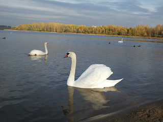 Łabędzie na wodzie © kurtz_88