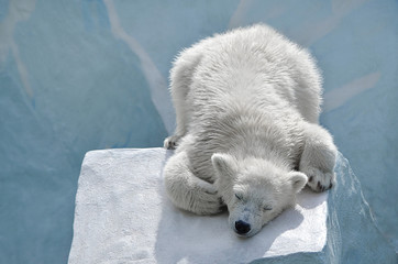 Белый медвежонок спит. © elizalebedewa
