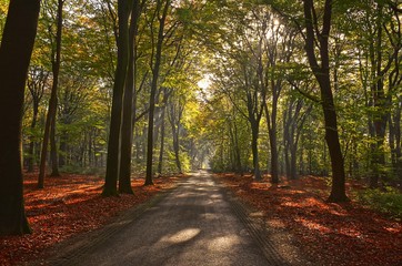 Sunrays of light in autumn forest with path and trees with colourful leaves.