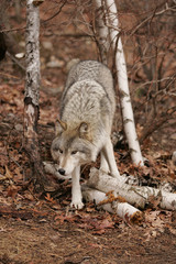 North American Gray Wolf