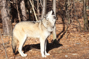 North American Gray Wolf