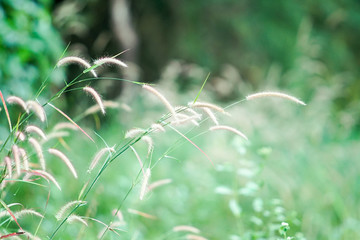 flower in the nature