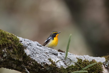 キビタキ,スズメ目,ヒタキ科,ヒタキ亜科