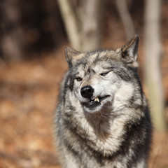 Naklejka na ściany i meble North American Gray Wolf
